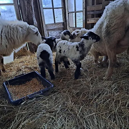 Domaine Baraque Pouillon